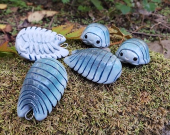 Poederblauw Isopod P. pruinosus Isopod Ornament