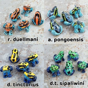 ¡Dijes de rana dardo! ¡32 especies para elegir! imagen 7