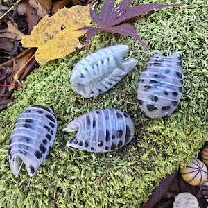 Décoration isopode P. laevis, vache laitière