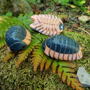 Maroko czerwona krawędź Isopod P. Maroko Isopod Ornament
