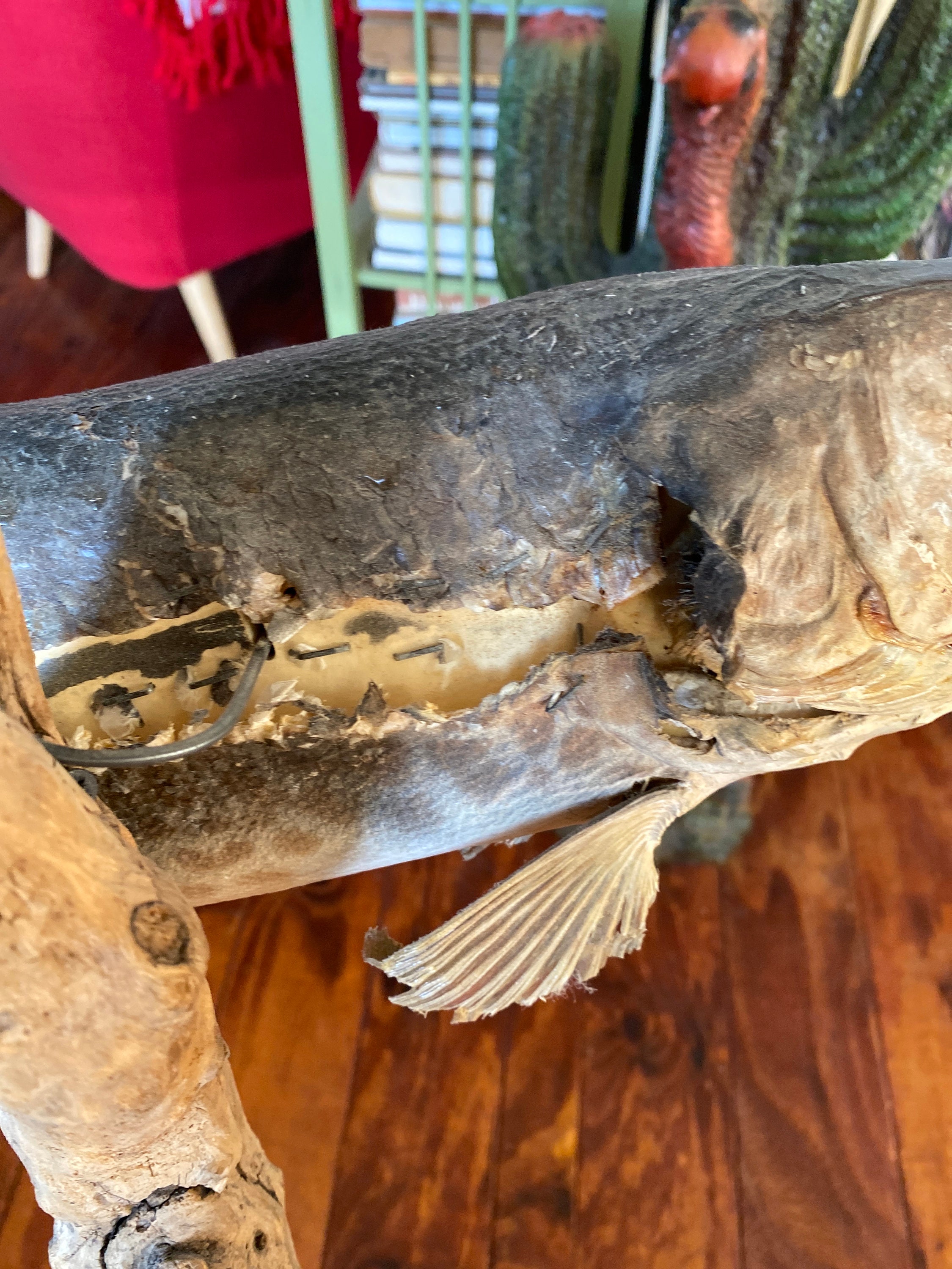 Antique True Vintage Taxidermy PIKE FISH MOUNT Authentic Real Fish Oddities  