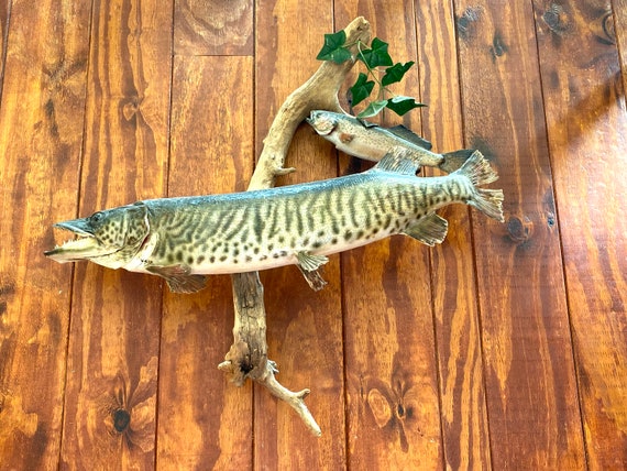 Antique True Vintage Taxidermy PIKE FISH MOUNT Authentic Real Fish