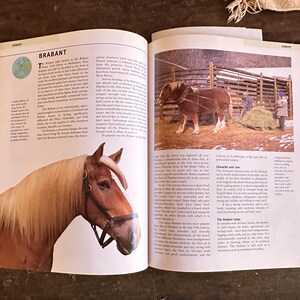 Vintage Book HORSE BREEDS Hard Cover Great HORSE Encyclopedia Guide W ...