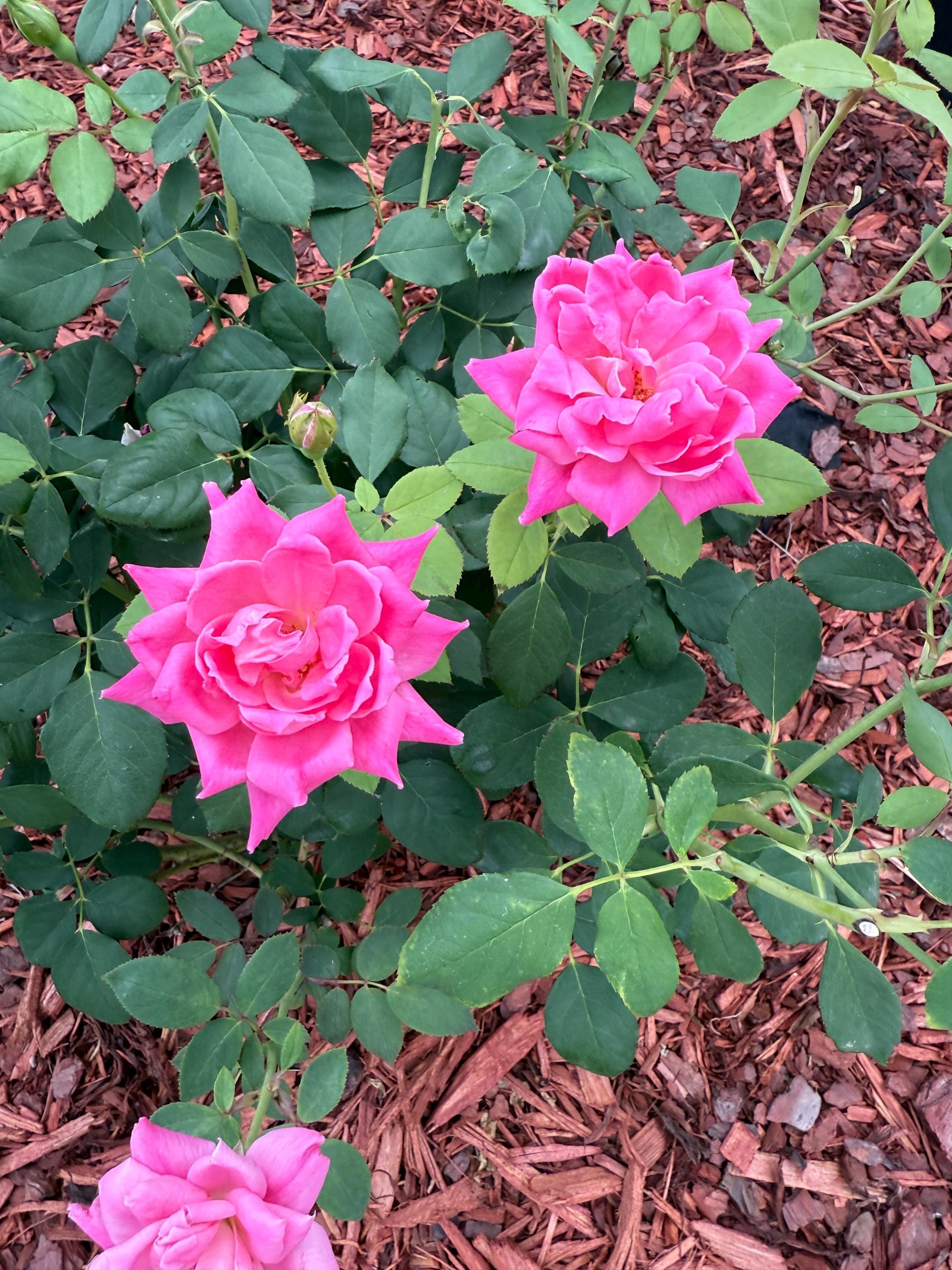 Double Pink Knock Out Rose Cuttings