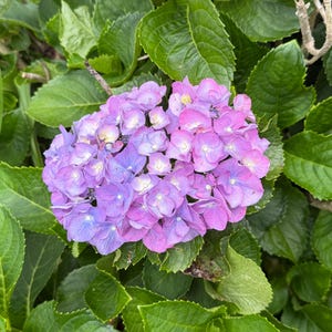 Bigleaf Hydrangea Blue/ Pink Cutting