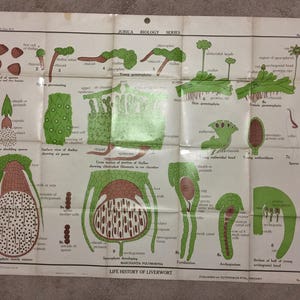 Antieke Jurica Biology Series uit de jaren 50 - Plant Science-A. J Nystrom & Co Chicago biologie/wetenschap jaren 1950 Jurica biologie grafiek-50"x38" collectible