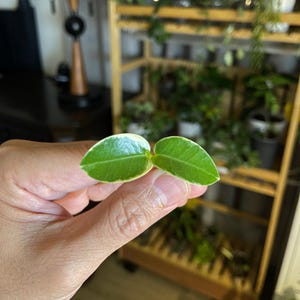 Hoya Cummingiana Variegated UNROOTED Cutting