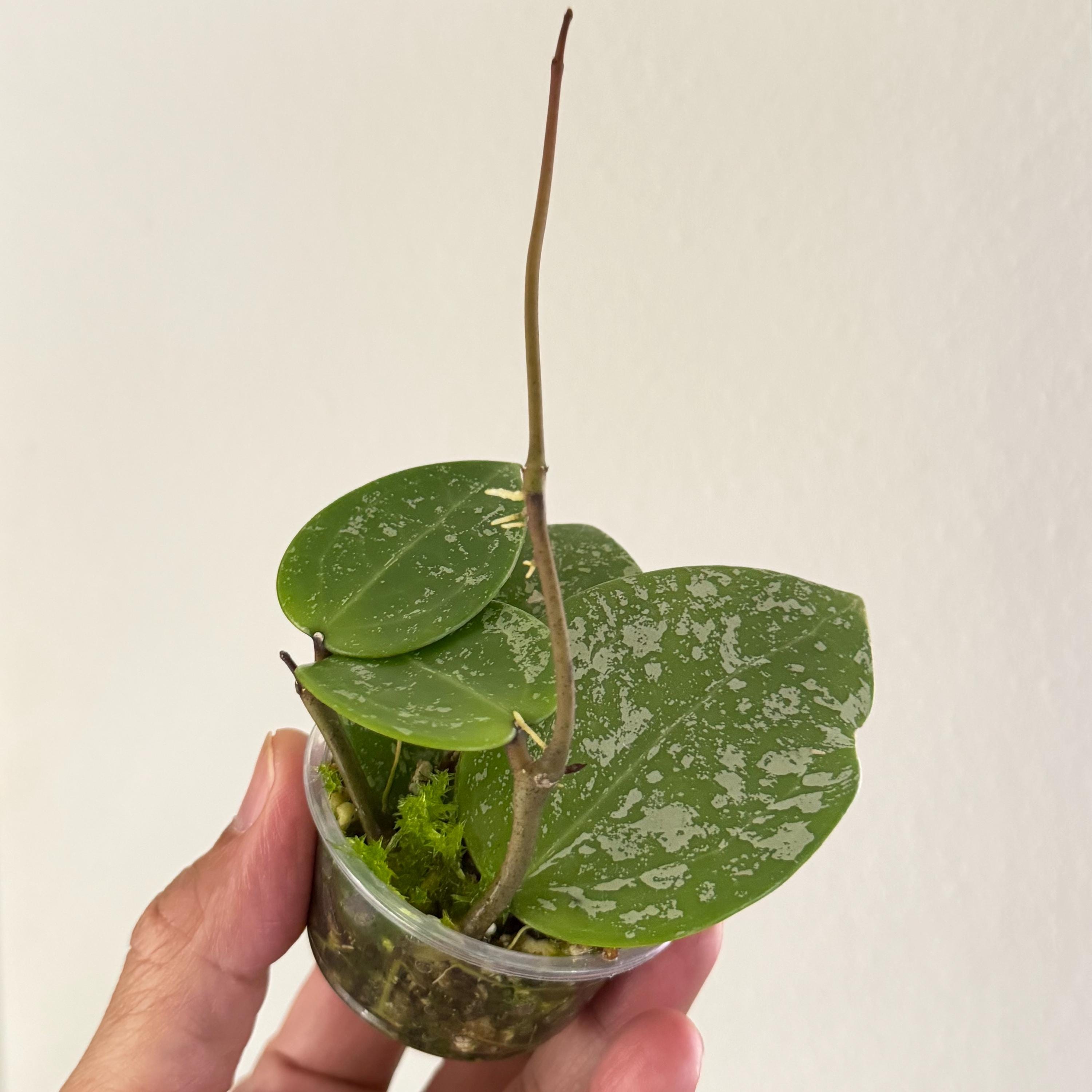 Hoya silver splash - Etsy 日本