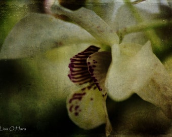 Orchid