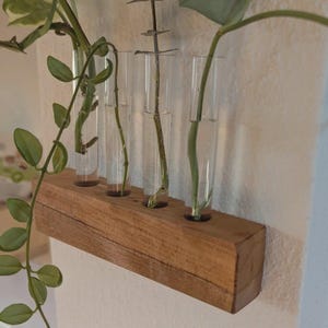 Peut inclure: Un support de propagation en bois avec cinq tubes en verre transparents, chacun contenant une tige de plante. La base en bois est rectangulaire et fixée à un mur blanc. Les plantes ont des feuilles et des tiges vertes.