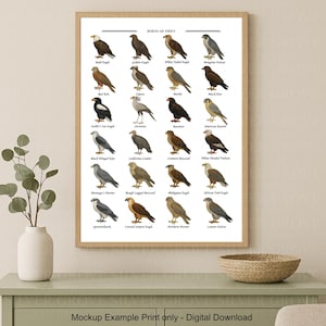 Birds of Prey A3 Poster | Raptor Identification Chart | Printable Eagle, Falcon & Hawk Wall Art | Digital Download for Nature Bird Lovers