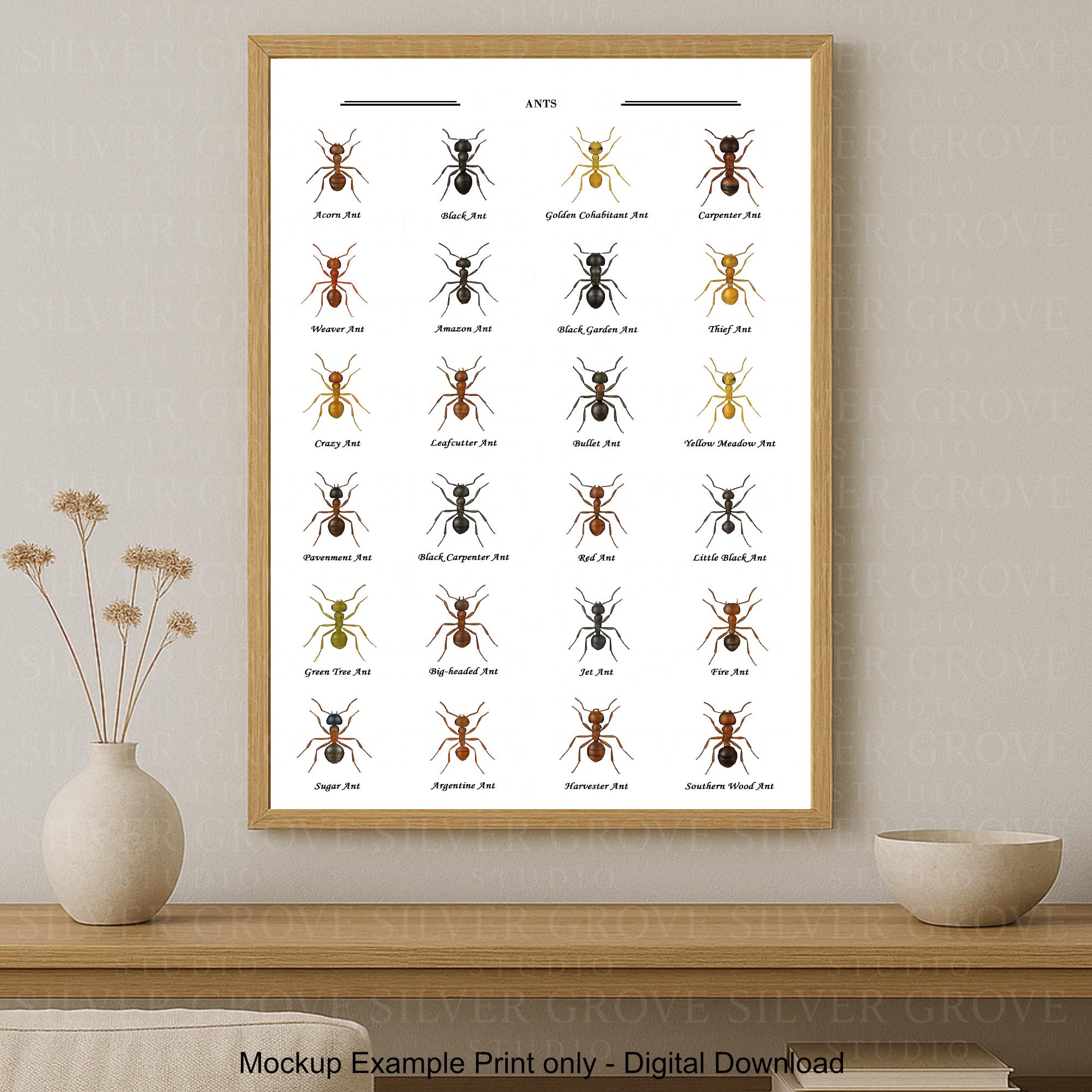 Ant Species A3 Poster | Illustrated Ant Identification Chart ...
