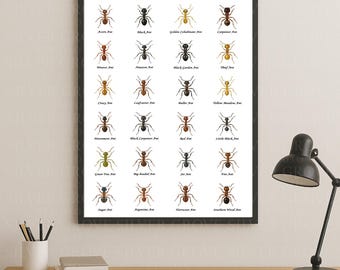 Ant Species A3 Poster | Illustrated Ant Identification Chart | Printable Entomology Wall Art | Digital Download for Kids & Classrooms