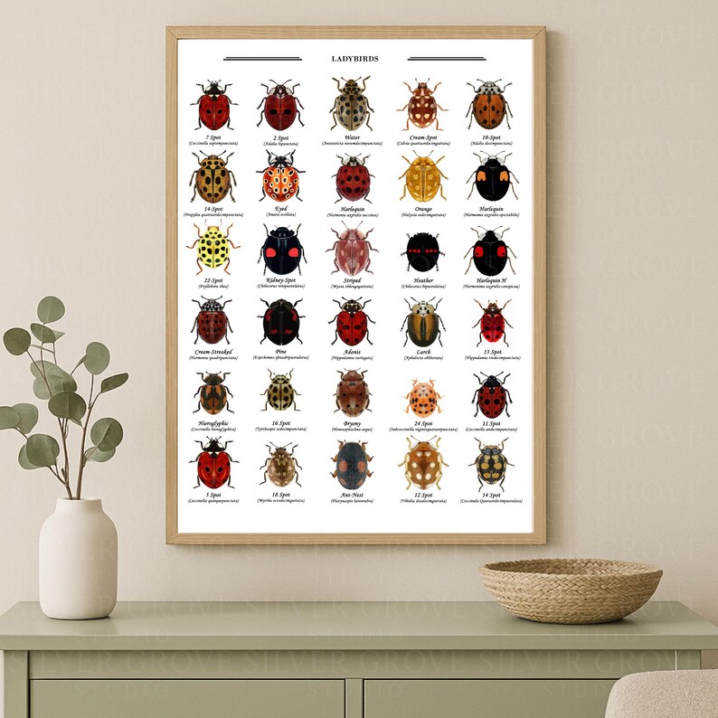 Ladybird Identification Poster Ladybirds Printable Chart Insect Ladybird Identification Poster Ladybirds Printable Chart Insect