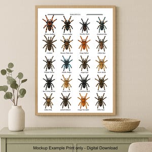 Puede incluir: Una impresión enmarcada con ilustraciones de varias especies de tarántulas, cada una etiquetada con su nombre común. Incluye especies como la Mexican Redleg y la Brazilian Black. La palabra "TARANTULA" está en la parte superior. El texto inferior dice "Mockup Example Print only - Digital Download."