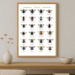 Op de afbeelding: Een ingelijste print getiteld "TYPES OF BEES" toont gedetailleerde illustraties van verschillende bijensoorten. Elke bij is gelabeld met zijn gemeenschappelijke naam, met een reeks kleuren en patronen. De print staat in een houten lijst, rustend op een houten oppervlak.