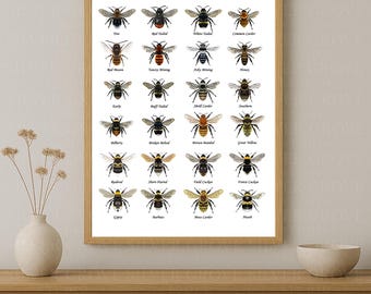 Bee Identification Chart: British & European Bees Poster (Digital Download)