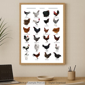 May include: A framed print featuring illustrations of various chicken breeds, each labeled with its name. The artwork showcases a variety of colors and patterns, including black, white, brown, and red. The print is displayed on a wooden desk.