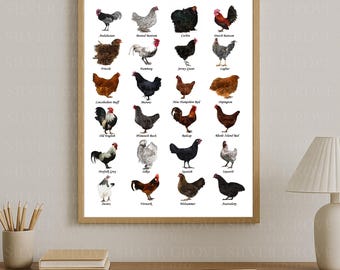 May include: A framed print featuring illustrations of various chicken breeds, each labeled with its name. The artwork showcases a variety of colors and patterns, including black, white, brown, and red. The print is displayed on a wooden desk.