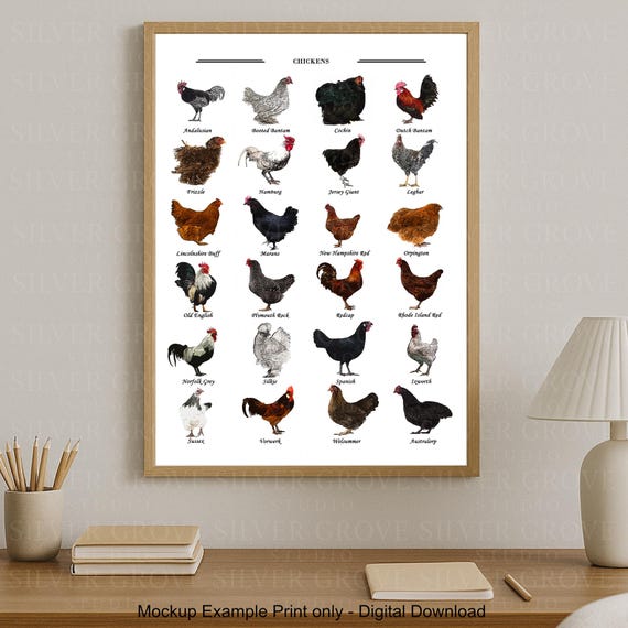Chicken Breeds A3 Poster | Poultry Identification Chart | Backyard Chicken Wall Art | Farm Animal Printable | Digital Download