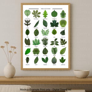 Może przedstawiać: Oprawiony wydruk zatytułowany "TREE LEAF TYPES" przedstawia ilustracje różnych zielonych liści z ich nazwami. Wydruk jest w jasnej drewnianej ramie i jest eksponowany na drewnianej powierzchni. Widoczny jest również wazon z suszonymi kwiatami i biała miska.