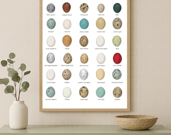 Bird Eggs A3 Poster | Illustrated Egg Identification Chart | Printable Ornithology Wall Art | Digital Download for Kids & Nature Lovers