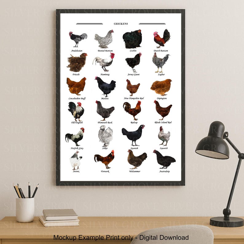 May include: A framed print featuring illustrations of various chicken breeds, each labeled with its name. The artwork showcases a variety of colors and patterns, set against a white background. The text "CHICKENS" is at the top.