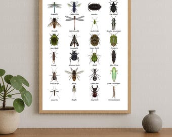 Puede incluir: Una impresión enmarcada con ilustraciones de varios insectos y bichos británicos, incluyendo libélulas, avispas y escarabajos. La impresión tiene un fondo blanco con el texto "BRITISH INSECTS & BUGS" en la parte superior. La impresión se muestra sobre una superficie de madera.
