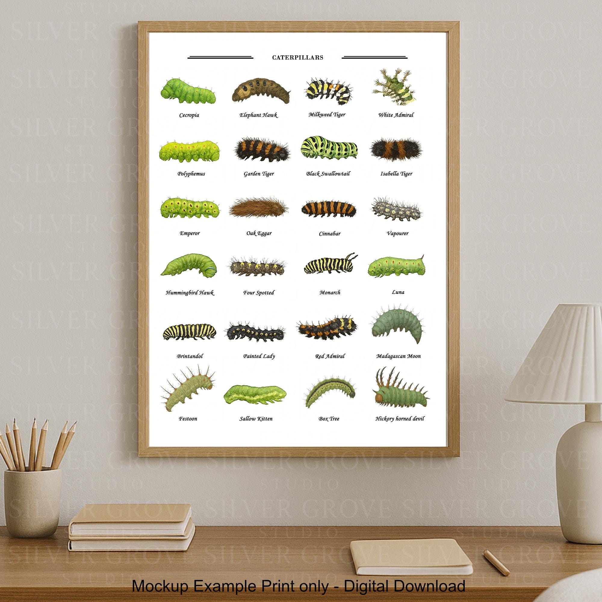 Caterpillars A3 Poster | Butterfly & Moth Larvae Chart | Printable
