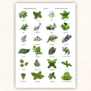 Kräuterkarte zum Ausdrucken – Küchenkräuter Poster – Digitales Poster für Küche & Garten, digitaler Download