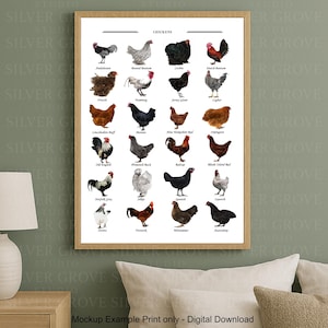 May include: A framed print featuring illustrations of various chicken breeds, each labeled with its name. The artwork showcases a variety of colors and patterns, including black, white, brown, and red. The print is a digital download.