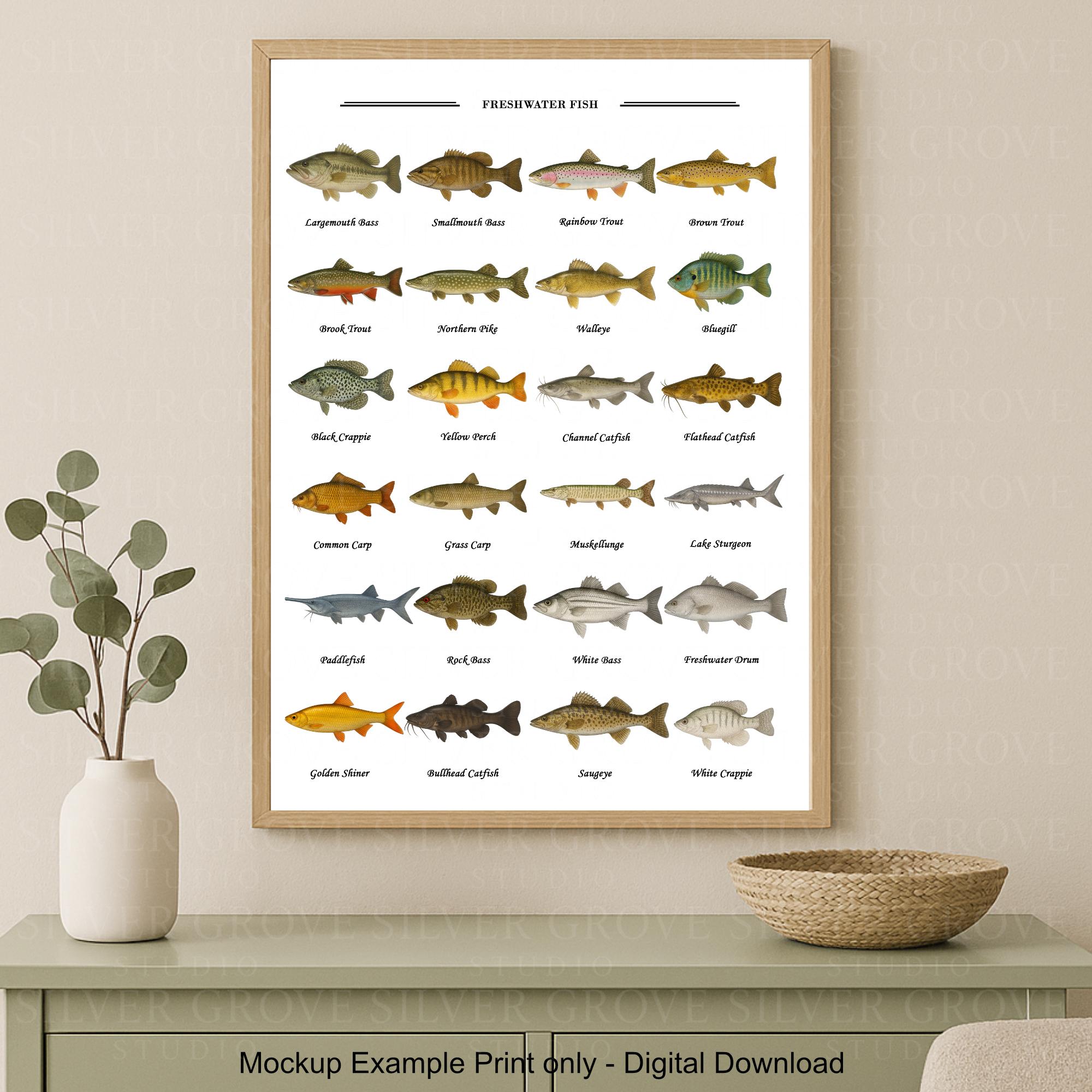 Fish Chart.pdf Freshwater Fish Poster: Angler Species ID Chart (digital Download A3 ...