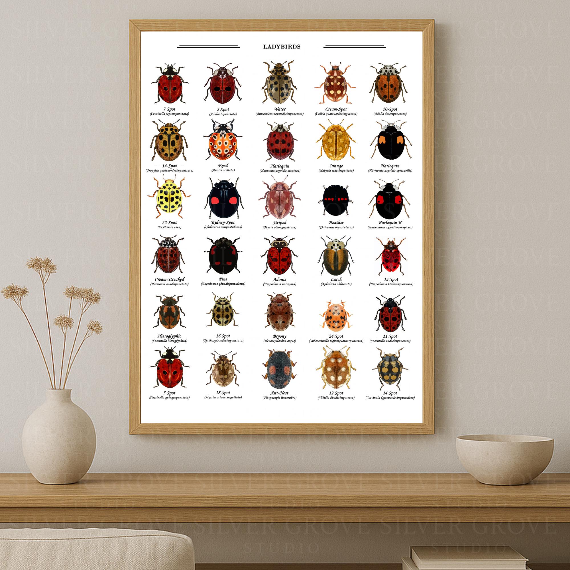 ladybirdページ Ladybird Identification Poster – Ladybirds Printable Chart