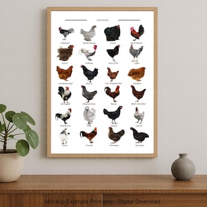 May include: A framed print featuring illustrations of various chicken breeds, each labeled with its name. The artwork showcases a variety of colors and patterns, including black, white, brown, and red. The print is displayed on a wooden surface.