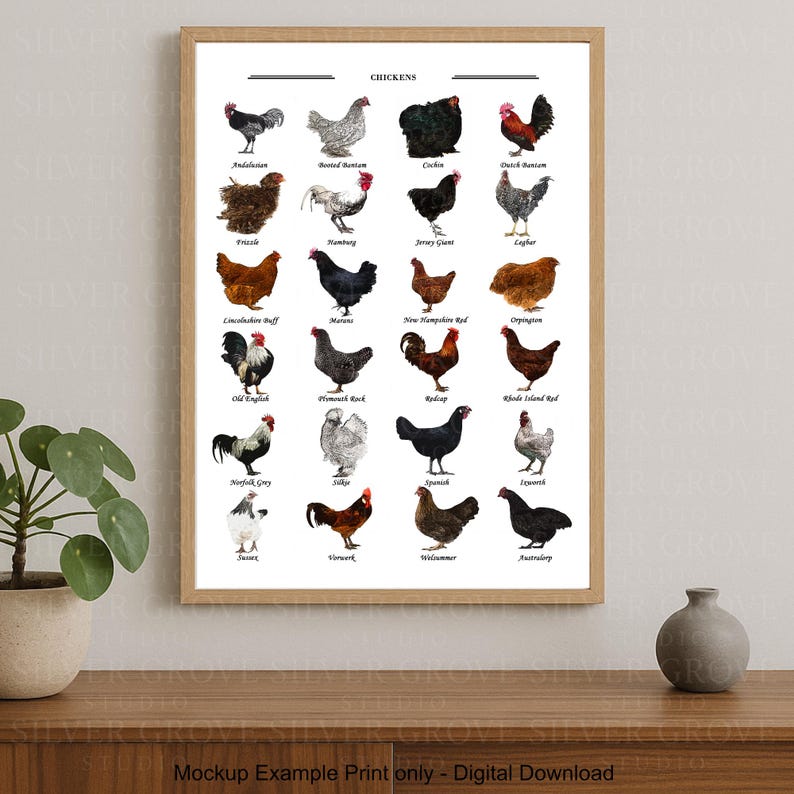 May include: A framed print featuring illustrations of various chicken breeds, each labeled with its name. The artwork showcases a variety of colors and patterns, including black, white, brown, and red. The print is displayed on a wooden surface.