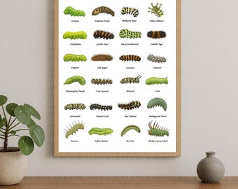 Caterpillars A3 Poster | Butterfly & Moth Larvae Chart | Printable Insect Identification Guide | Nature Art Digital Download for Kids Adults