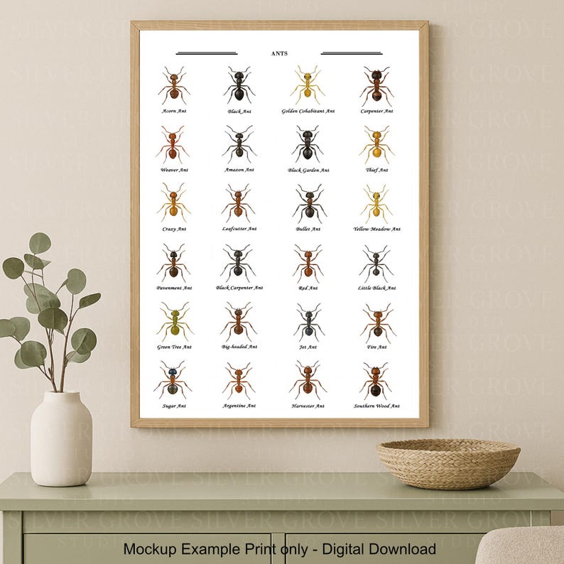 Ant Species A3 Poster | Illustrated Ant Identification Chart ...