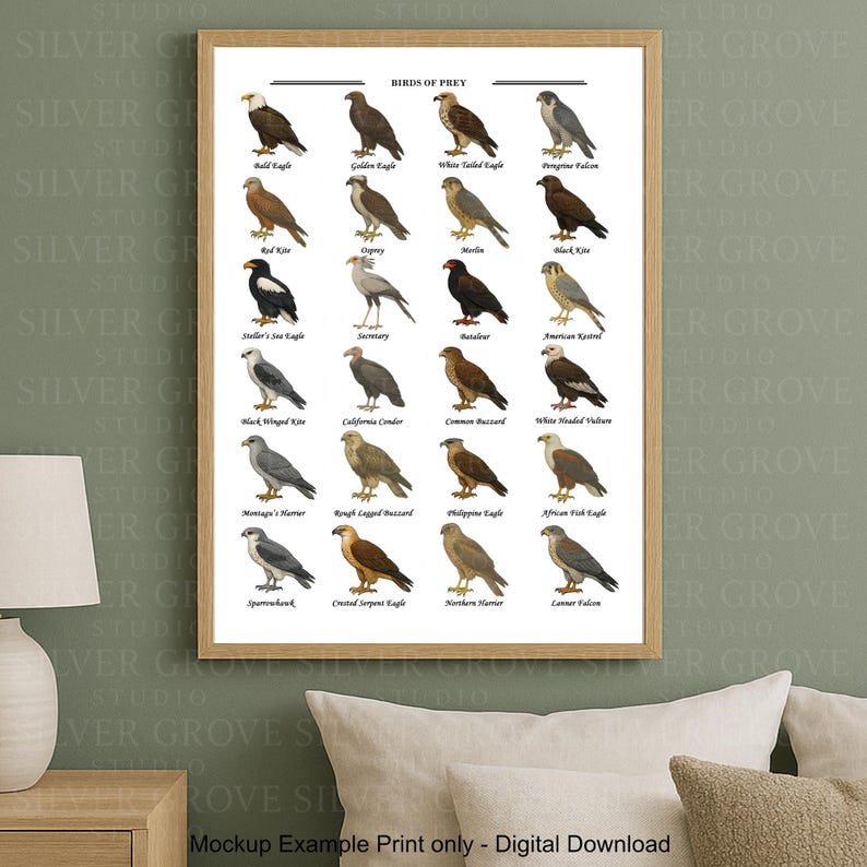 Birds of Prey A3 Poster | Raptor Identification Chart | Printable Eagle ...