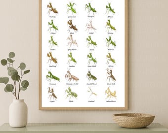 Praying Mantis A3 Poster | Insect Species Chart for Kids & Adults | Educational Mantis Art Print | Digital Download Wall Decor
