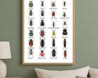 British Beetles A3 Poster | Bug Identification Chart | Printable Insect Wall Art | Digital Download for Kids, Classrooms & Nature Lovers