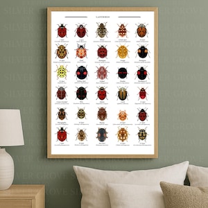 Poster för identifiering av nyckelpigor – Utskrivbart diagram för nyckelpigor – Digital nedladdning av insektsnaturguide