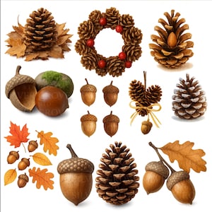 Autumn Acorn & Pinecone Clipart Set: Rustic Woodland PNGs (Digital Download
