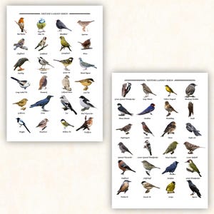 Póster de aves de jardín británicas: tabla imprimible de identificación de aves. Guía digital de observación de aves para amantes de la naturaleza (descarga digital).