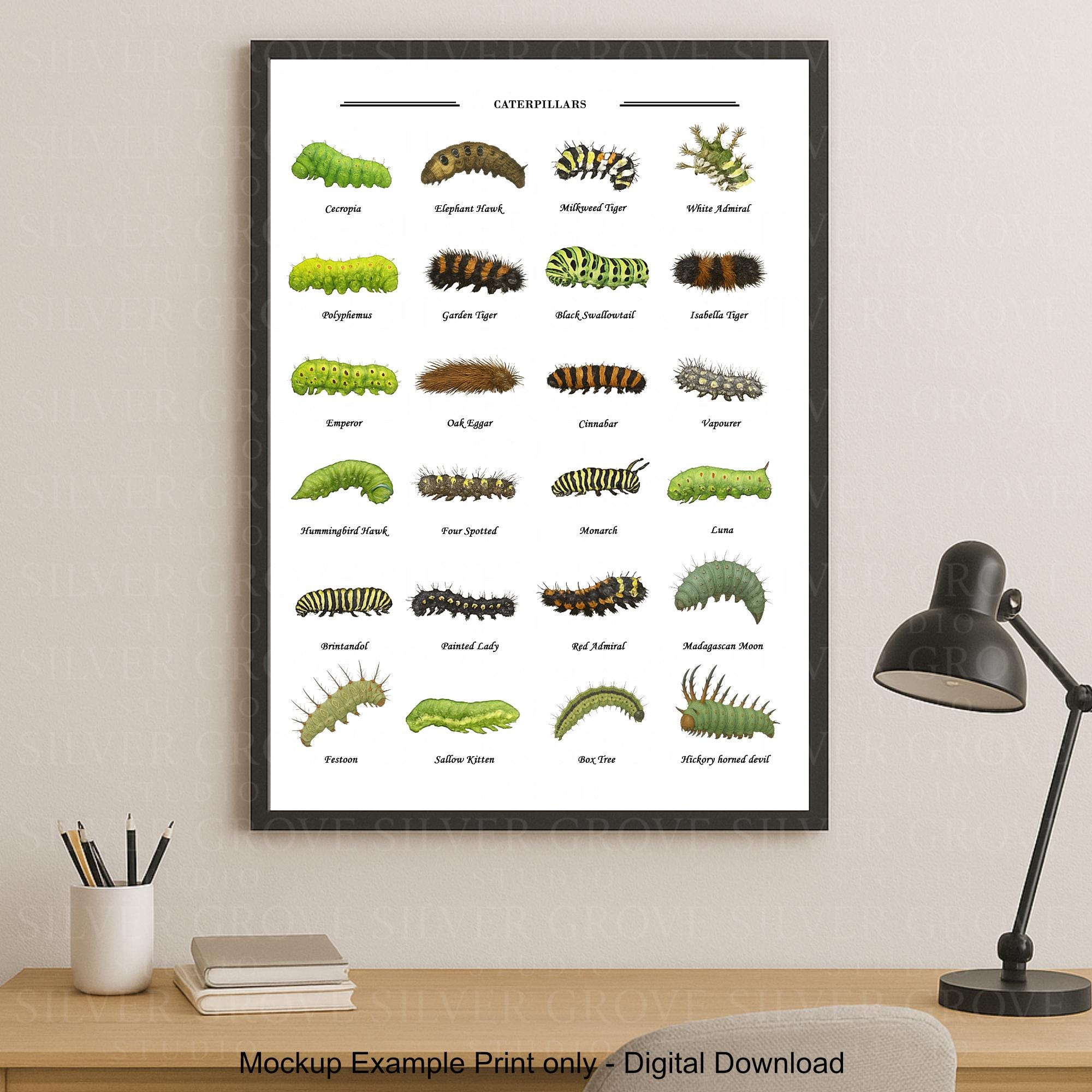 Caterpillars A3 Poster | Butterfly & Moth Larvae Chart | Printable