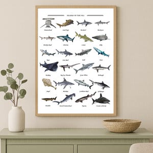 Sharks of the Deep Blue Sea Identification Poster – Shark Species Printable Chart – Ocean Marine Life Digital Download