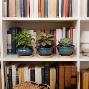 Könnte beinhalten: Drei Topfpflanzen in blauen Keramiktöpfen mit Holzuntersetzern stehen auf einem Regal vor einer Büchersammlung. Die Pflanzen umfassen einen Farn, eine gemusterte Pflanze und eine Sukkulente.