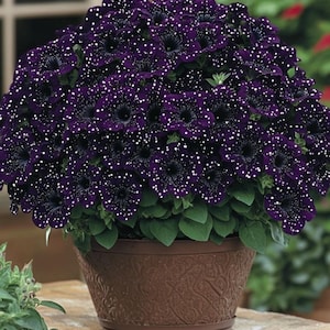 Puede incluir: Una maceta de petunias moradas oscuras con motas blancas, que recuerdan un cielo estrellado. Las flores están en plena floración, con hojas verdes y una maceta decorativa marrón. La maceta está sobre una superficie de piedra.