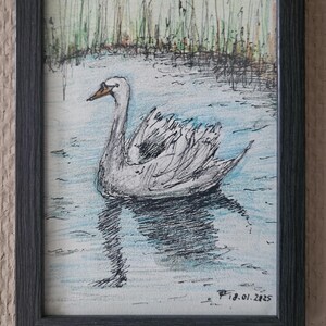 Può includere: Un disegno in bianco e nero incorniciato di un cigno che nuota in uno stagno. Il cigno è bianco con un becco nero e occhi neri. Lo stagno è blu e verde. Il disegno è firmato "P 18.01.2025".