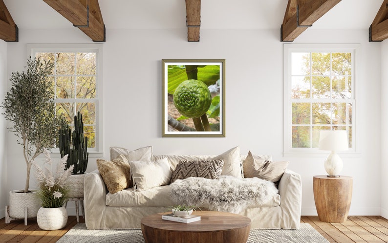 May include: A framed photograph of a green, round fruit with a textured surface hanging on a white wall in a living room setting. The fruit is surrounded by green leaves and is hanging from a branch.