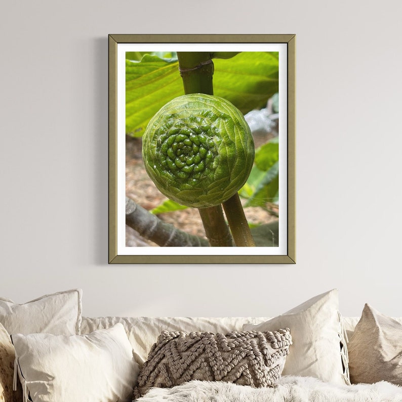 May include: A close-up of a green fig growing on a branch. The fig has a unique spiral pattern on its surface.